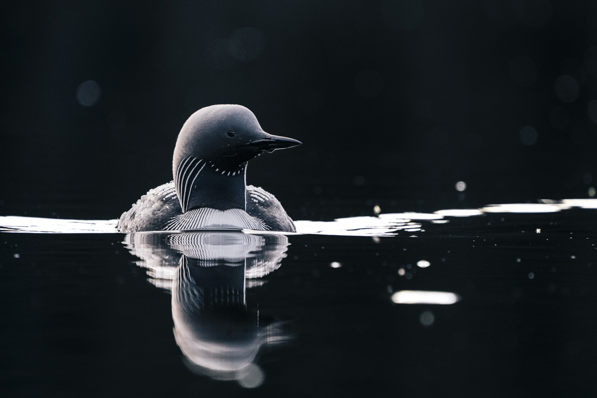 Pacific Loon
